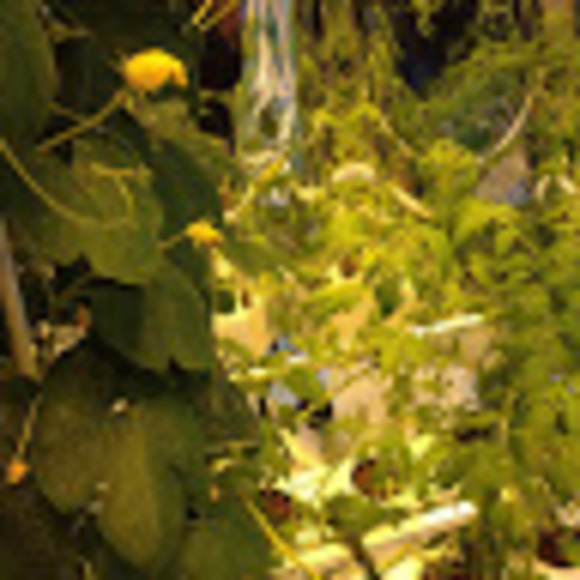 Meet your Posher, G. nicole - Picture 1 of 1